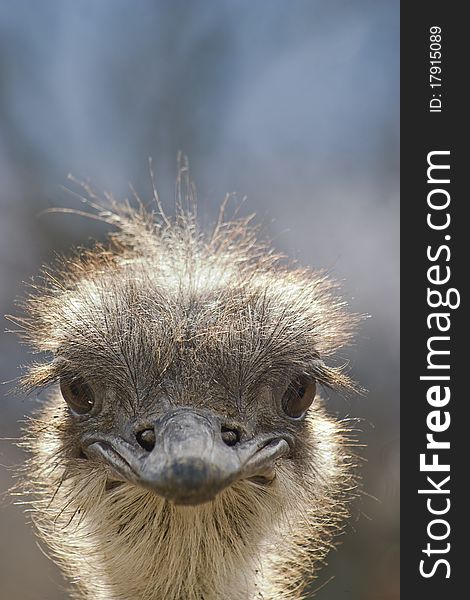 Ostrich