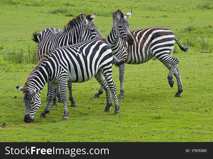 Three zebras on a green grass