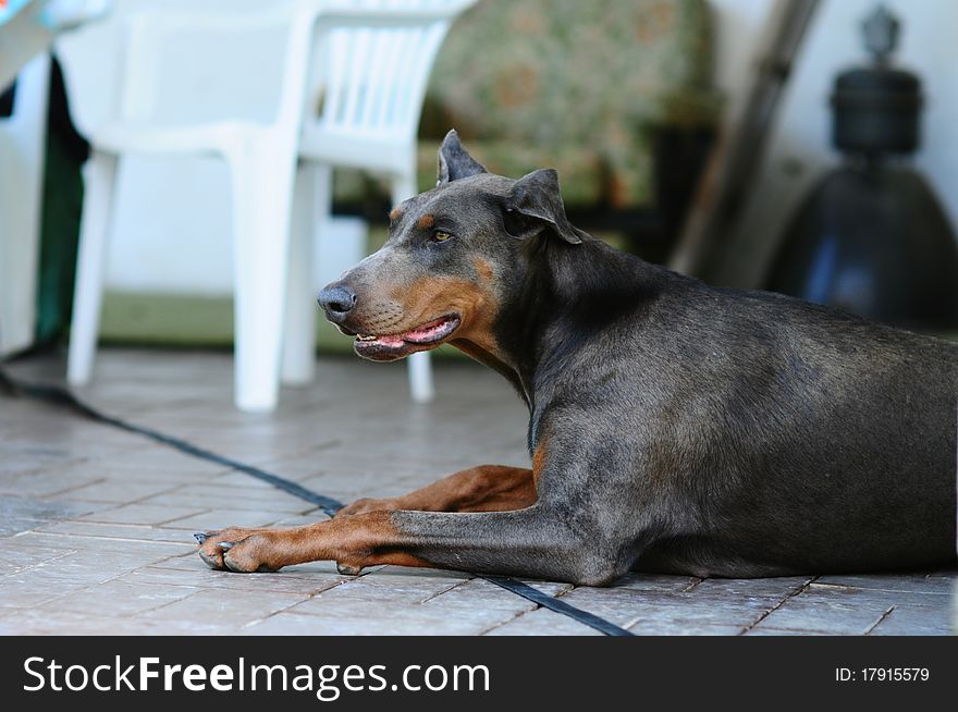 Blue dobermann relaxing on the floow