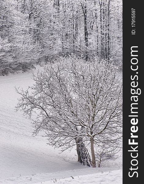 Winter landscape, snow-covered trees on a square meadow surrounded by a forest