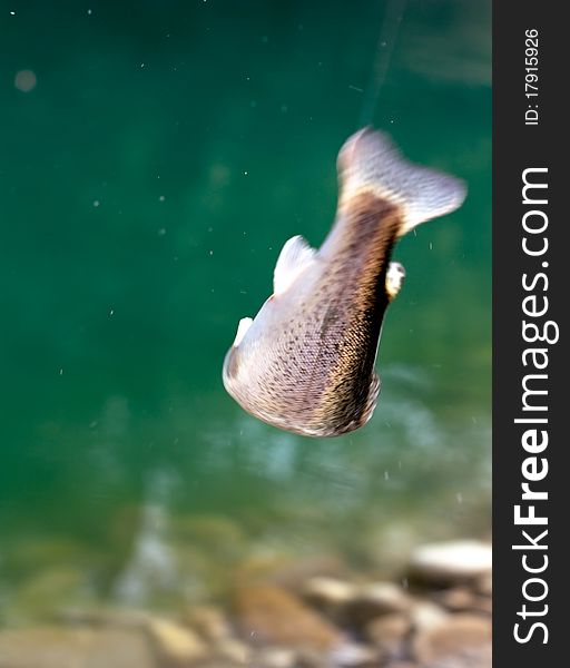 The caught rainbow trout from a mountain stream. Motion blur. Oncorhynchus mykiss. The caught rainbow trout from a mountain stream. Motion blur. Oncorhynchus mykiss.