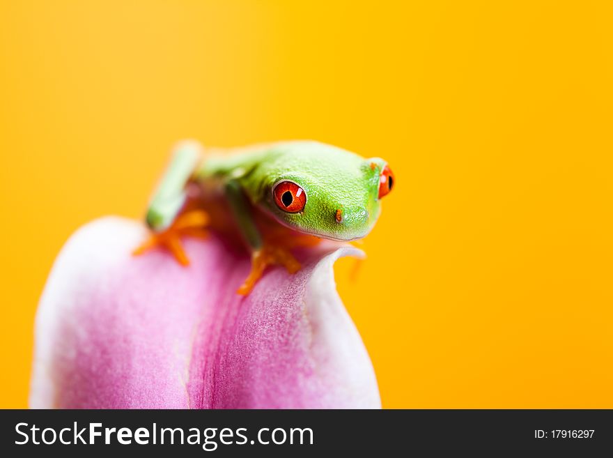 Green frog on the flower. Yellow background.