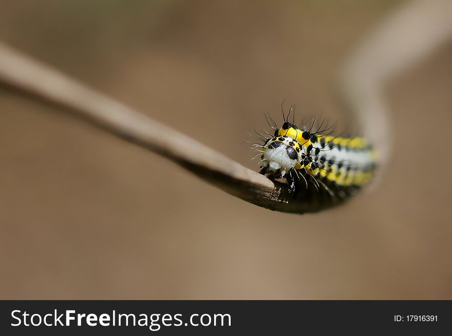 The grub in the litlle branch. The grub in the litlle branch