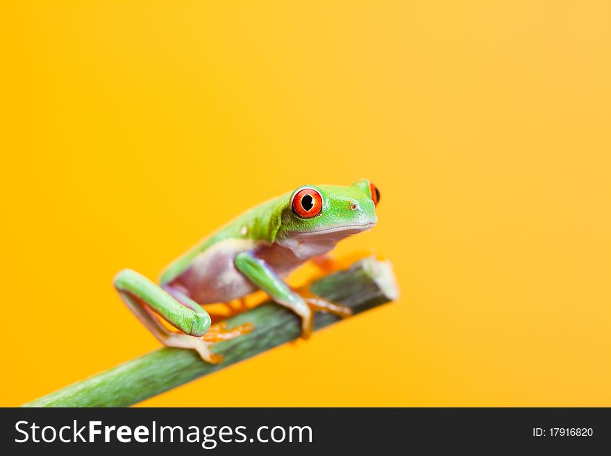 Green frog on the flower. Yellow background.