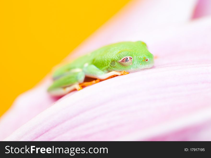 Green frog on the flower. Yellow background.