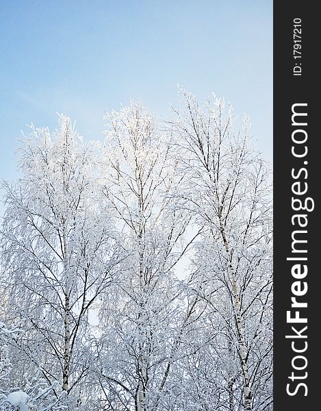 Bare birch trees with hoarfrost in winter forest