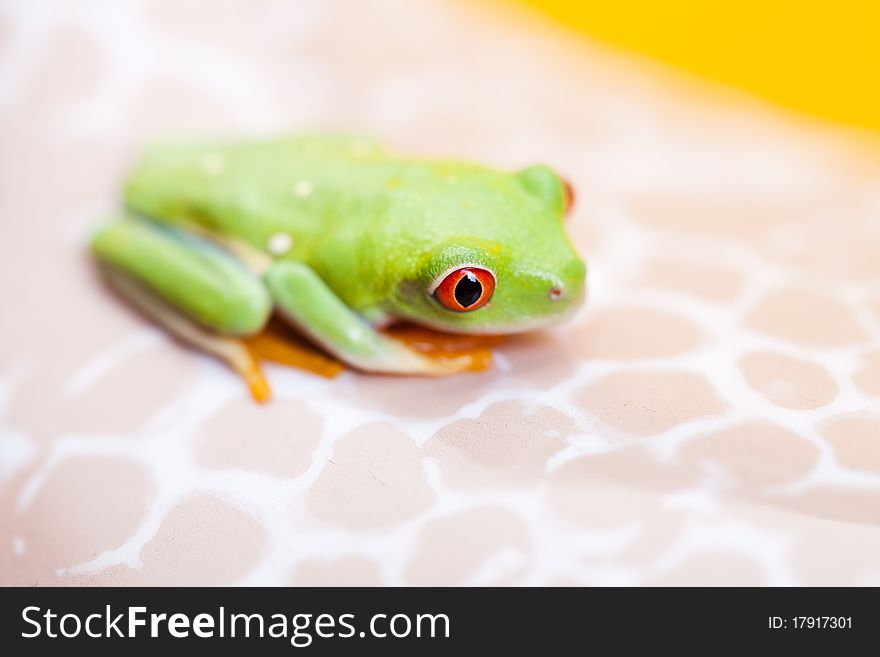 Green frog on the flower. Yellow background.