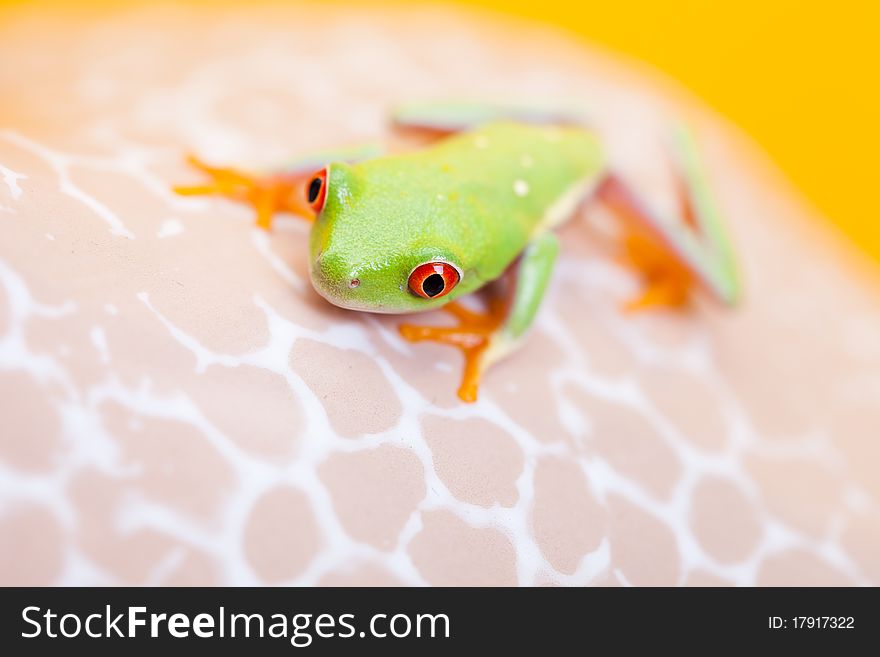 Green frog on the flower. Yellow background.