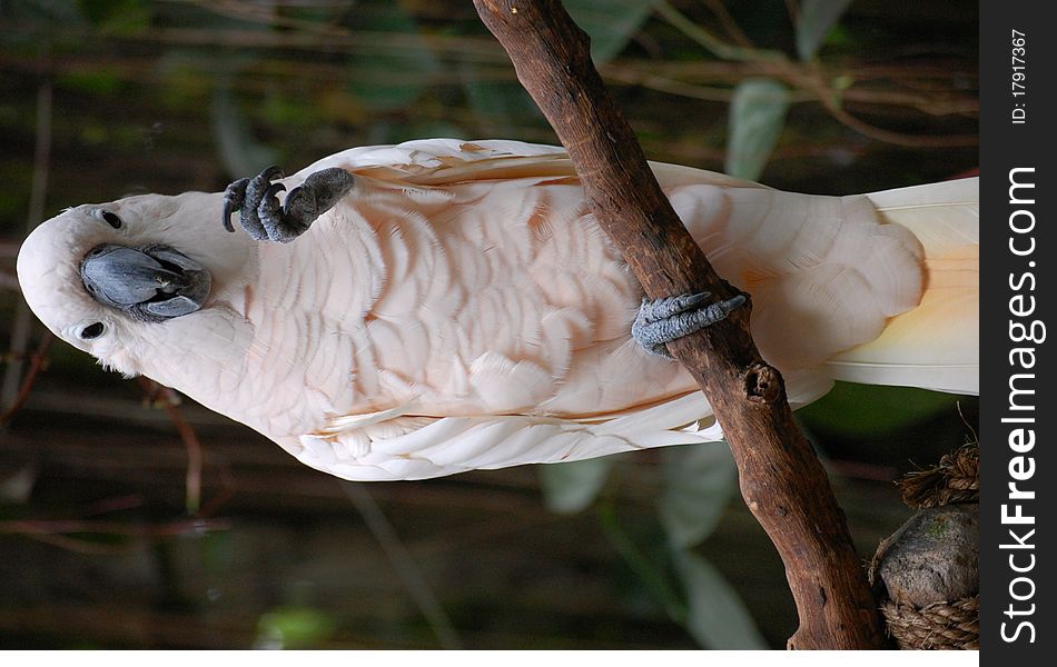 White cockatoo sitting on a branch.