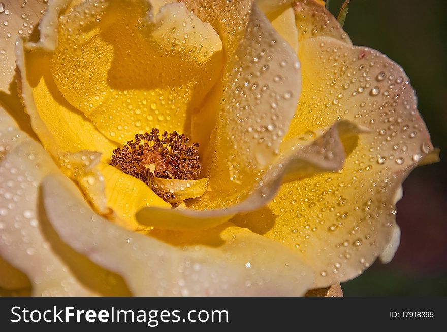 Raindrops on an Opened Yellow Rose