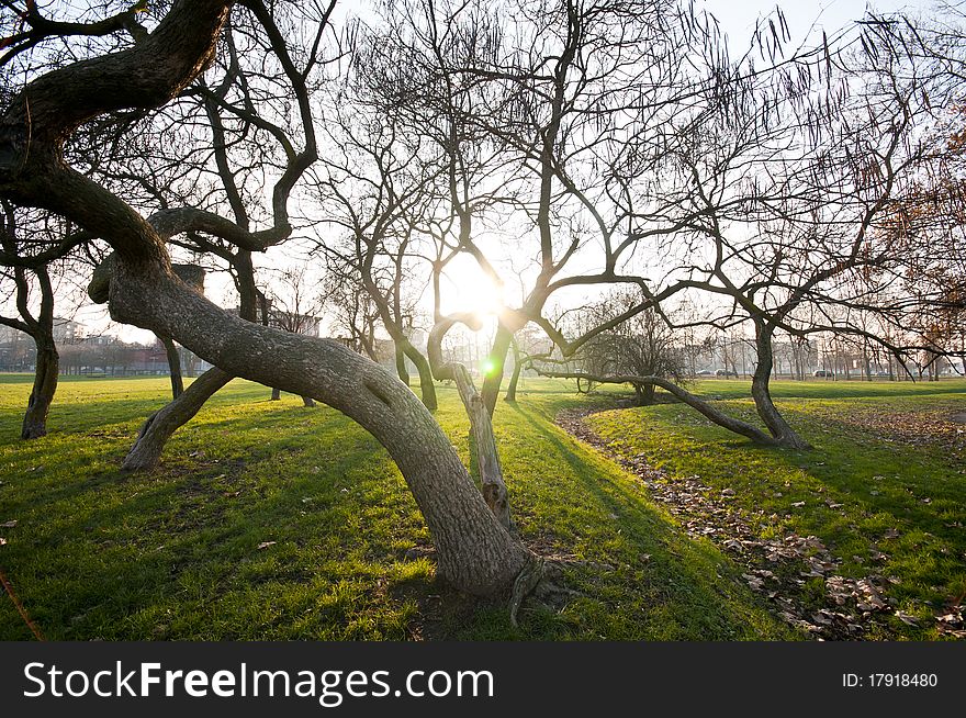 Winter green park with trees, dry leaves and people walking