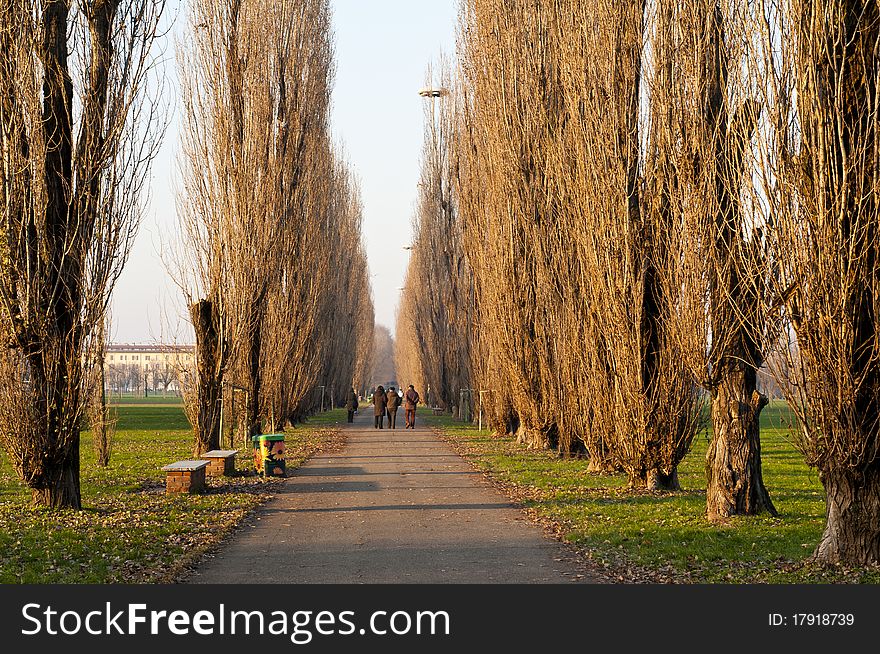 Winter Green Park With Trees, Dry Leaves