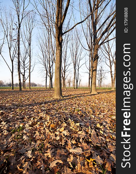 Winter green park with trees, dry leaves