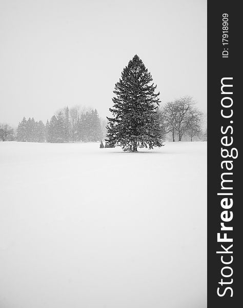 A lonely pine during snowstorm in Canada.