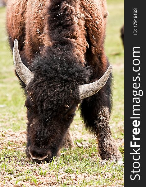 An American Bison in National Park Yellowstone.