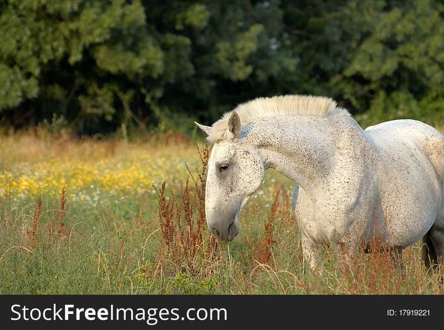 White horse feeding at pasture with flowers. White horse feeding at pasture with flowers