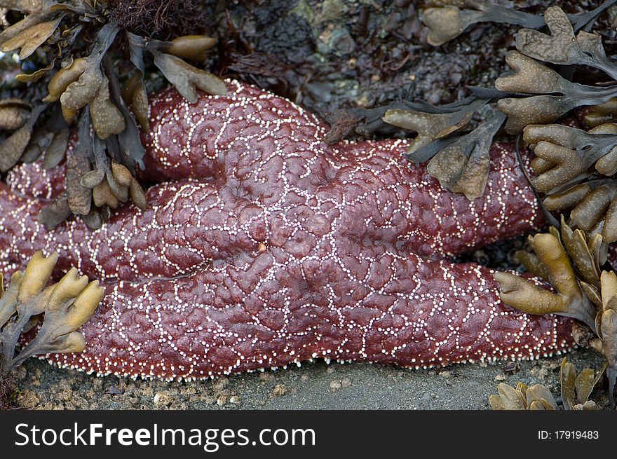 Starfish surrounded by kelp fucus on sandy beach.