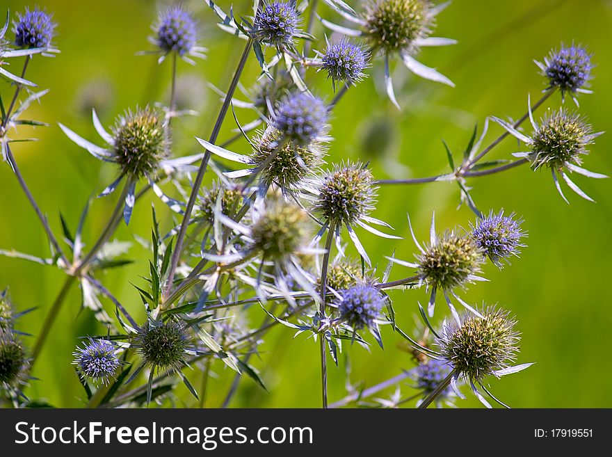 A bouquet of wildflowers on background of green grass.Image with shallow depth of field.