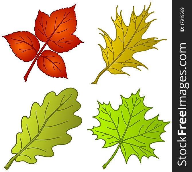 Leaves of plants: dogrose, oak, oak iberian, maple. Leaves of plants: dogrose, oak, oak iberian, maple