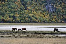 Horses Browsing Near  Mountain Lake Stock Photo