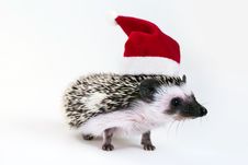 Christmas Hedgehog Stock Photos Christmas Hedgehog Stock Photos