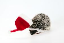Christmas Hedgehog Stock Images Christmas Hedgehog Stock Images