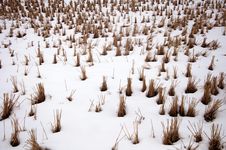 Snow-covered Rice Stem Stock Images