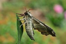 A Moth Stock Photography