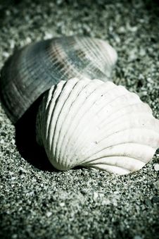 Vintage Shells On The Sand Stock Photography Vintage Shells On The Sand Stock Photography