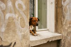 Dog In A Window Royalty Free Stock Image Dog In A Window Royalty Free Stock Image