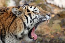Siberian Tiger 02 Stock Images