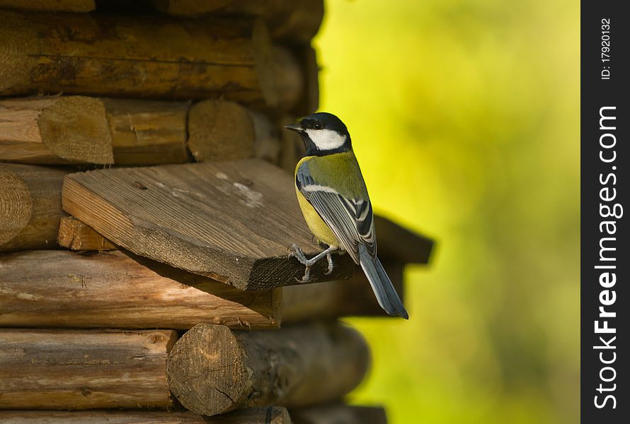 Titmouse on a wooden small house in the autumn