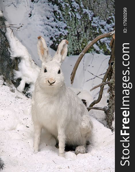 The hare a white hair sits on snow among trees. The hare a white hair sits on snow among trees