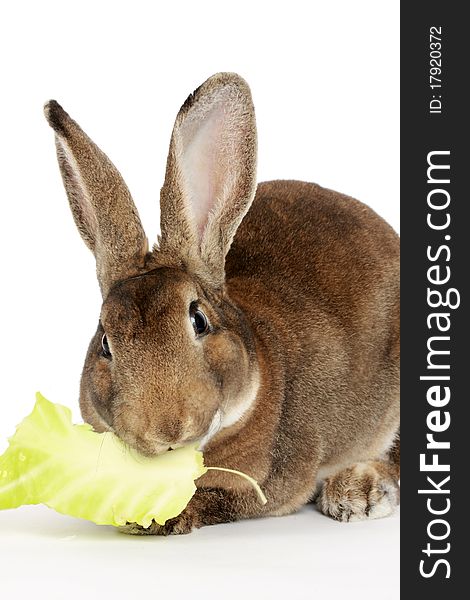Rabbit eating cabbage on white