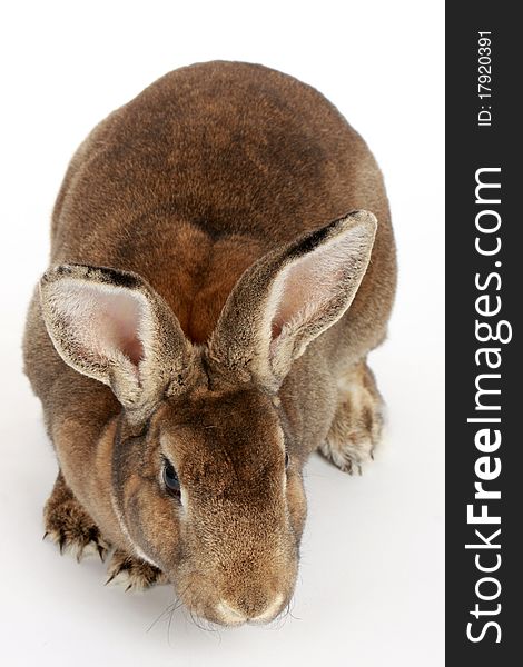 Decorative rabbit on a white background