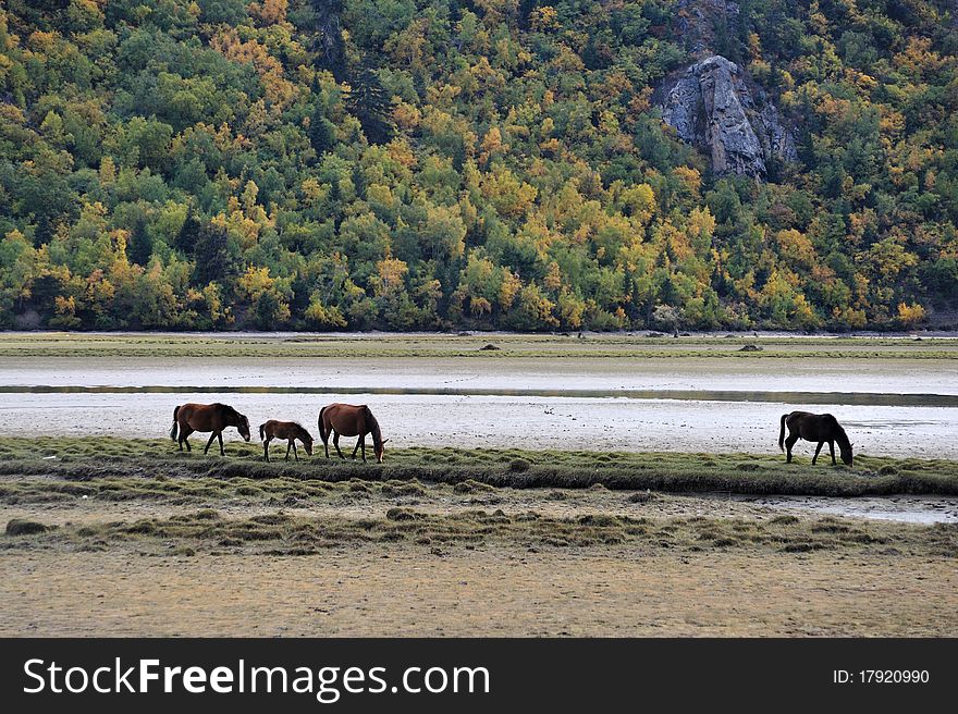 4 horses browsing near a mountain lake, which ran dry during the drought. 4 horses browsing near a mountain lake, which ran dry during the drought