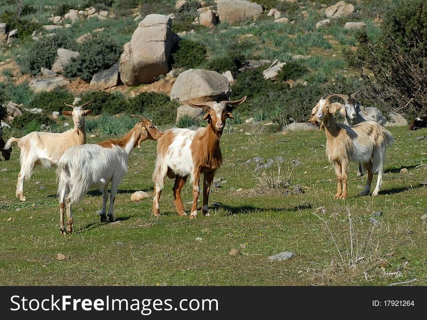 Goats grazing in the meadow