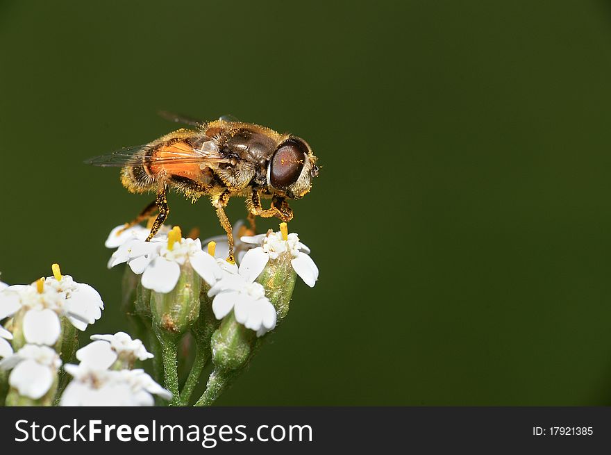 A hoverfly on the flower Episyrphus balteatus
