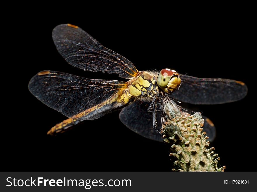 Dragonfly on the plant in black background