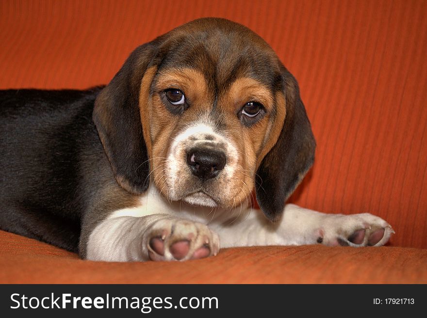 Portrait of beagle puppy on a red background. Portrait of beagle puppy on a red background.