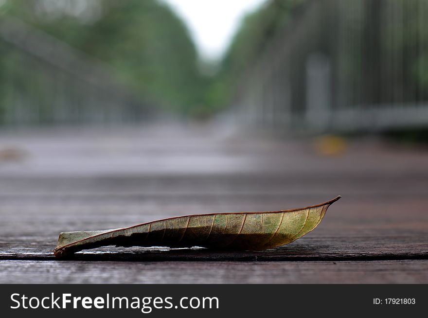 Withered Leaf