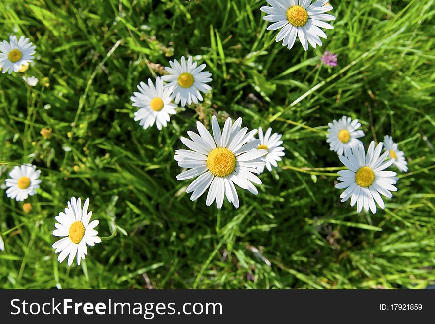 Daisy flowers and green grass, captured from above. Daisy flowers and green grass, captured from above