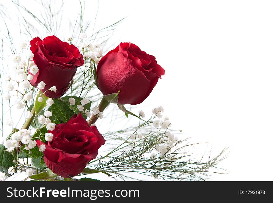 Red roses with space on white