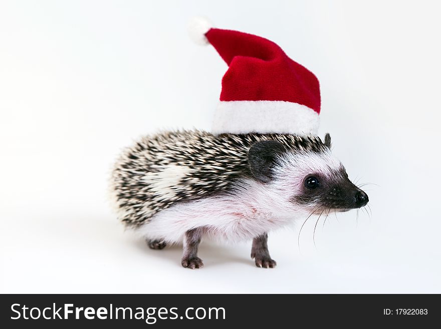Christmas hedgehog with hat on the white background
