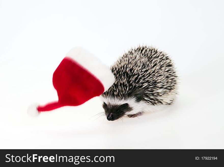 Christmas hedgehog with hat on the white background