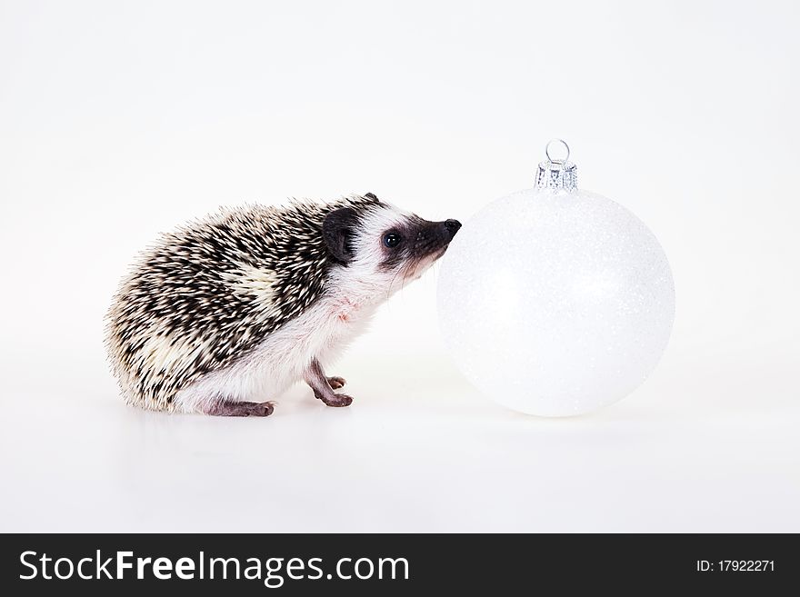 Christmas hedgehog with xmas hat