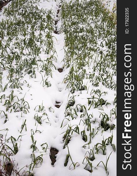 Snow-covered farmland,vegetable field