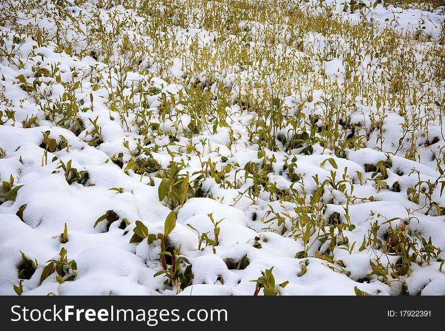 Snow-covered farmland,vegetable field,Rapeseed