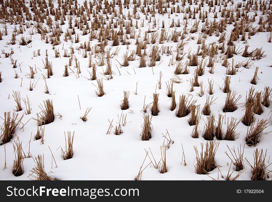 Snow-covered rice stem
