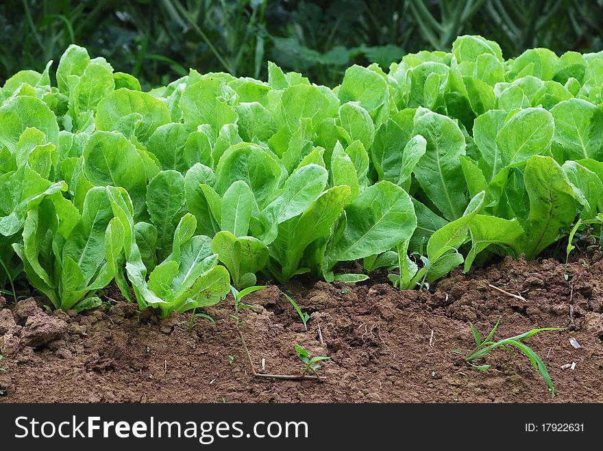 Green nature Chinese cabbage field